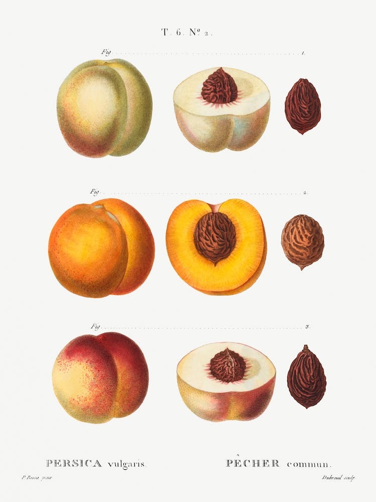 Peach, Pierre Joseph Redoute