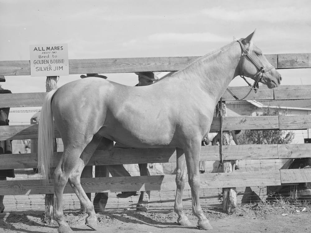 Palomino Mare At Auction Sale, El Dorado, Texas By Russell Lee