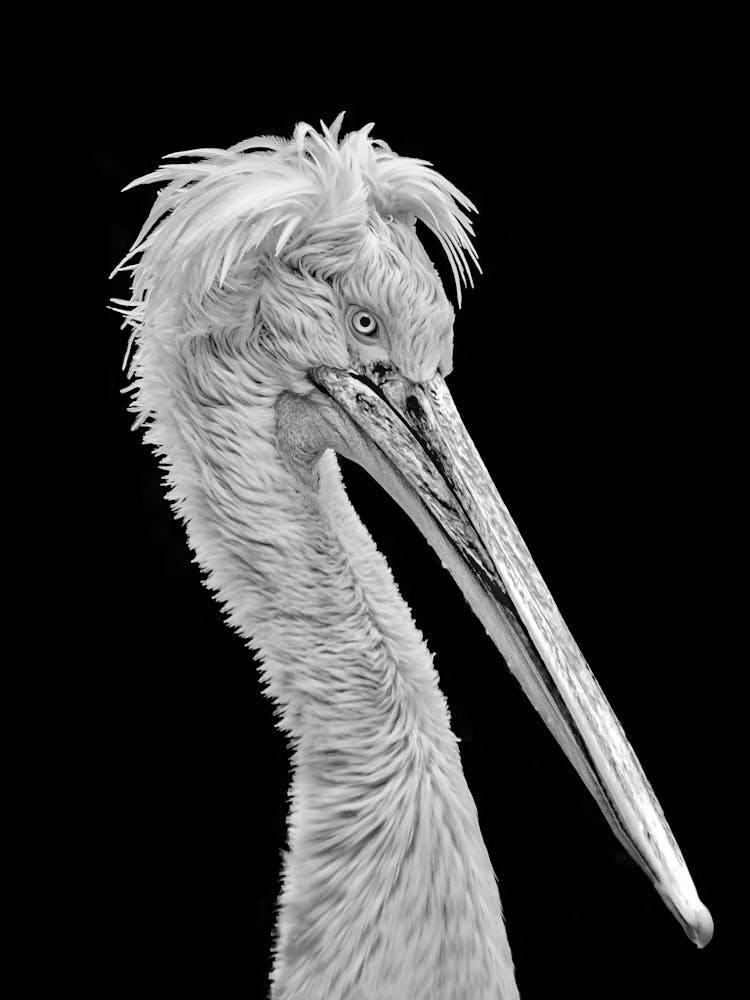 Pelican