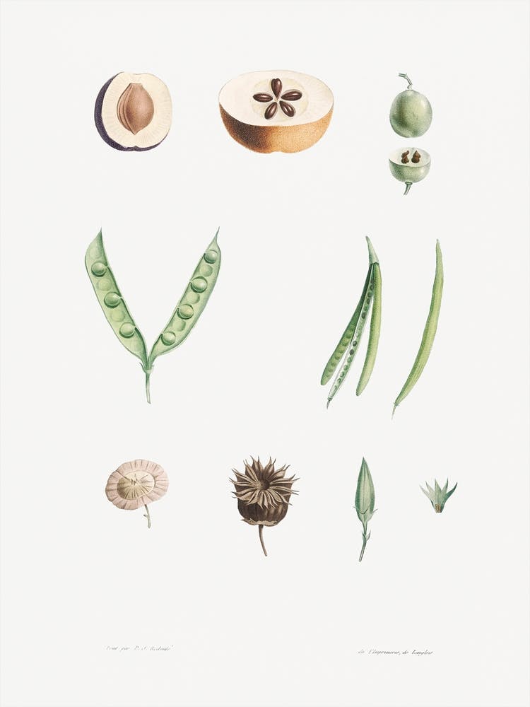 Plants part from La Botanique de J. J. Rousseau, Pierre Joseph Redoute