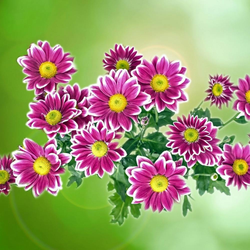 Chrysanthemums
