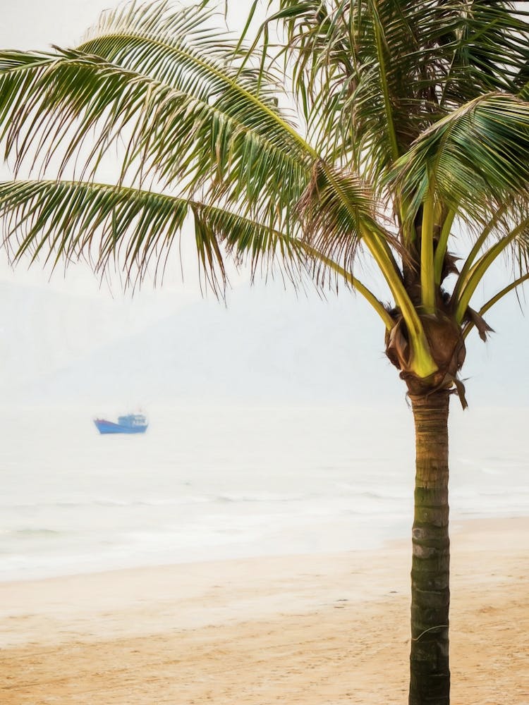 Palm Tree And Fishing Boat Vietnam