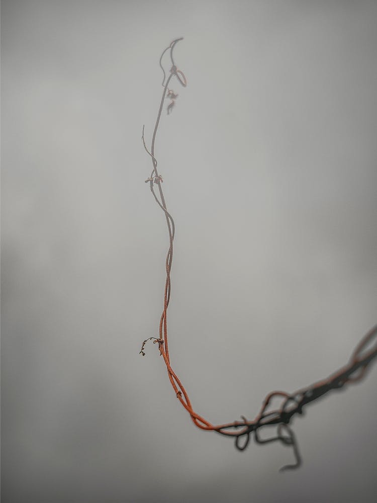 Vine In The Fog Against The Gray Sky. Minimalism