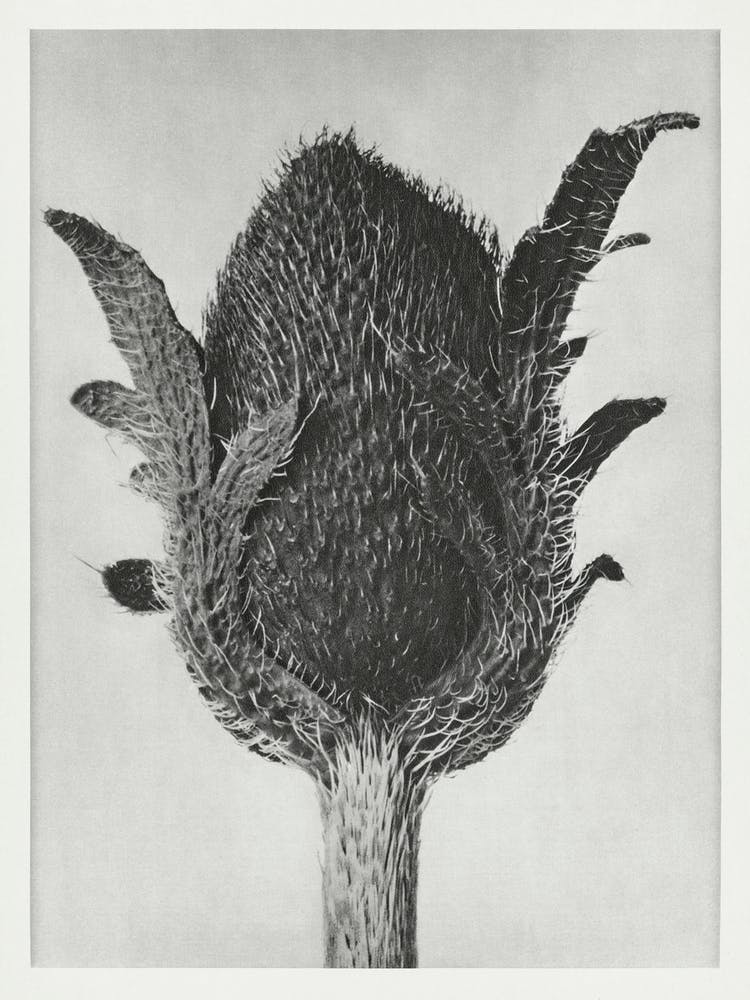 Oriental Poppy) (1928), Karl Blossfeldt