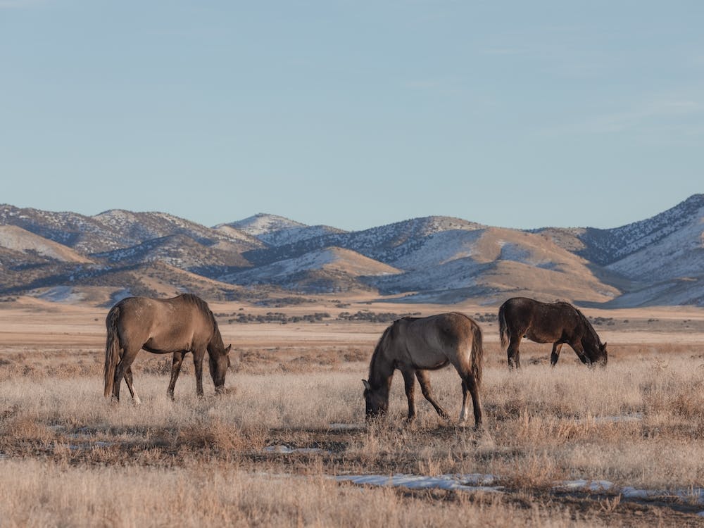 Horses Grazing
