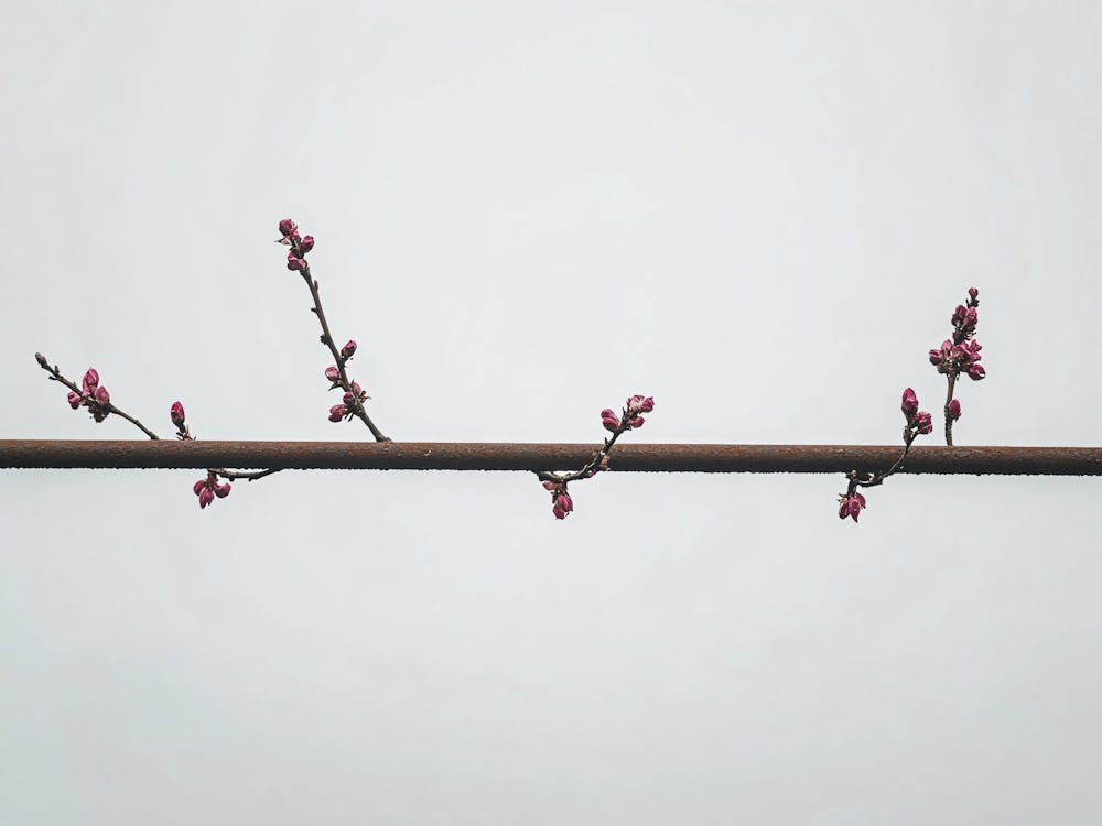 Blossoming Cherry Tree 1