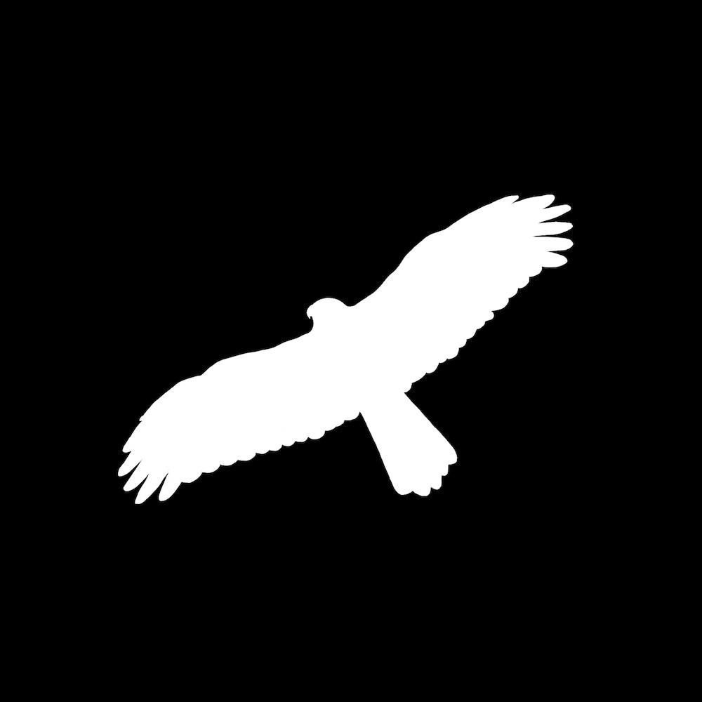 Whistling Kite 2