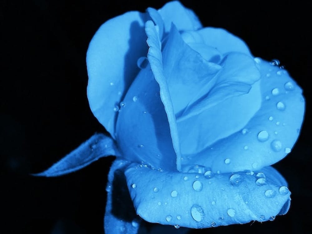 Blaue Rose 1