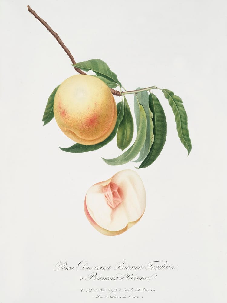 Duracina Peach (Persivca Iulodermis) From Pomona Italiana (1817 1839), Giorgio Gallesio