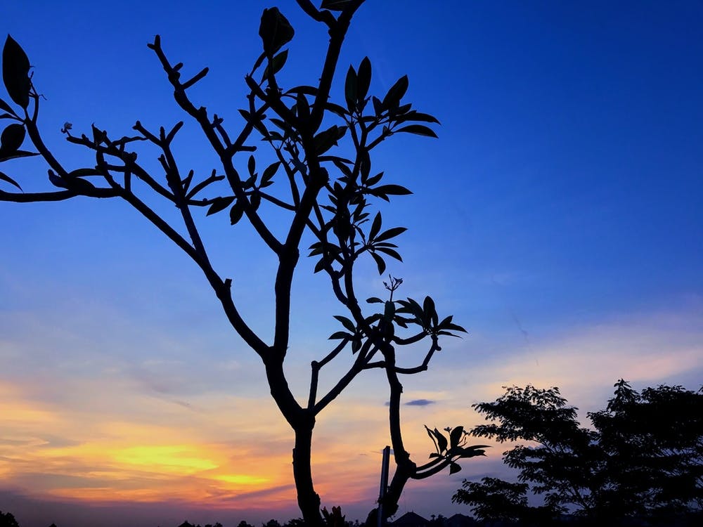 Silhouette Of Tree At Sunset In Bali