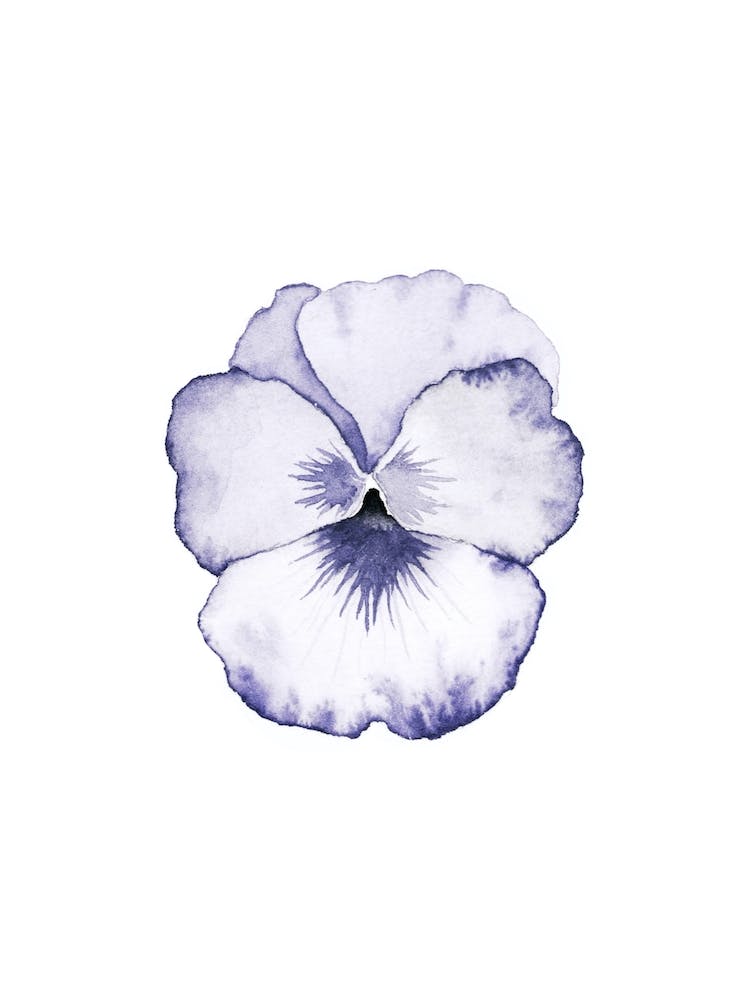 Pansy