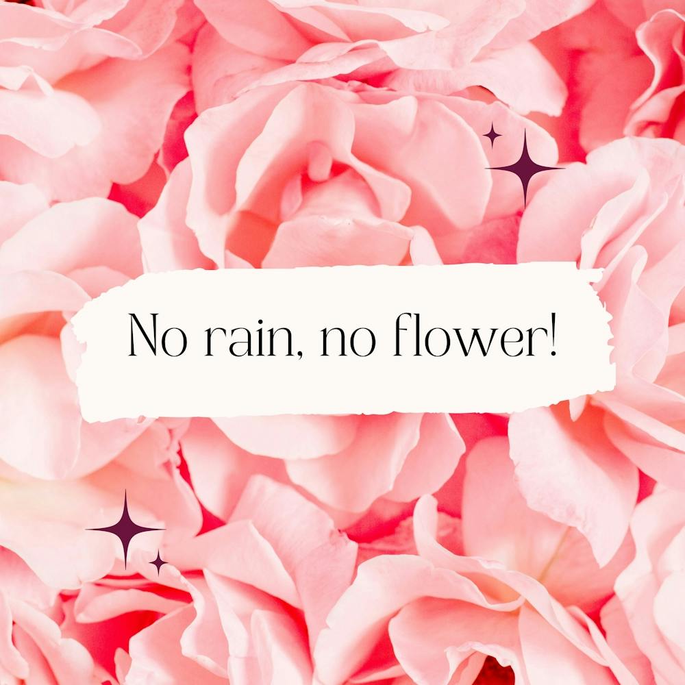 No Rain No Flower