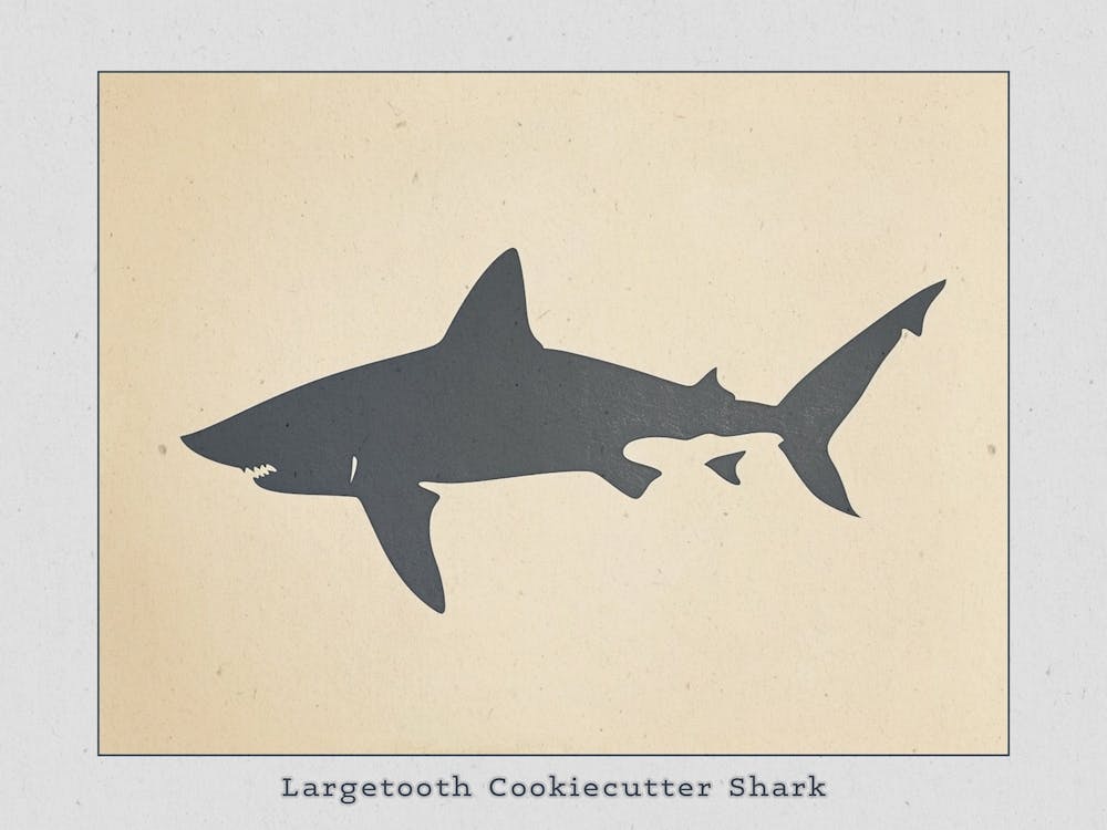 Largetooth Cookiecutter Shark Silhouette 4 Poster
