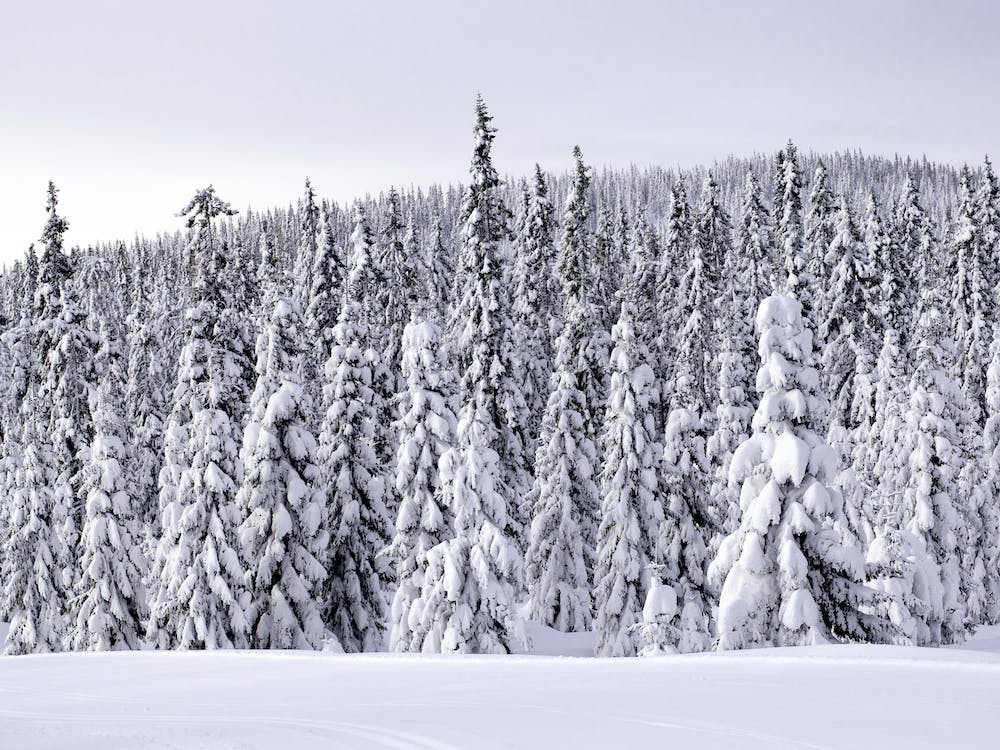 Snowy trees in Sjusjøen, Norway 1