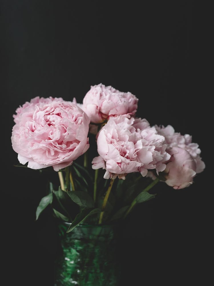Peony On Black
