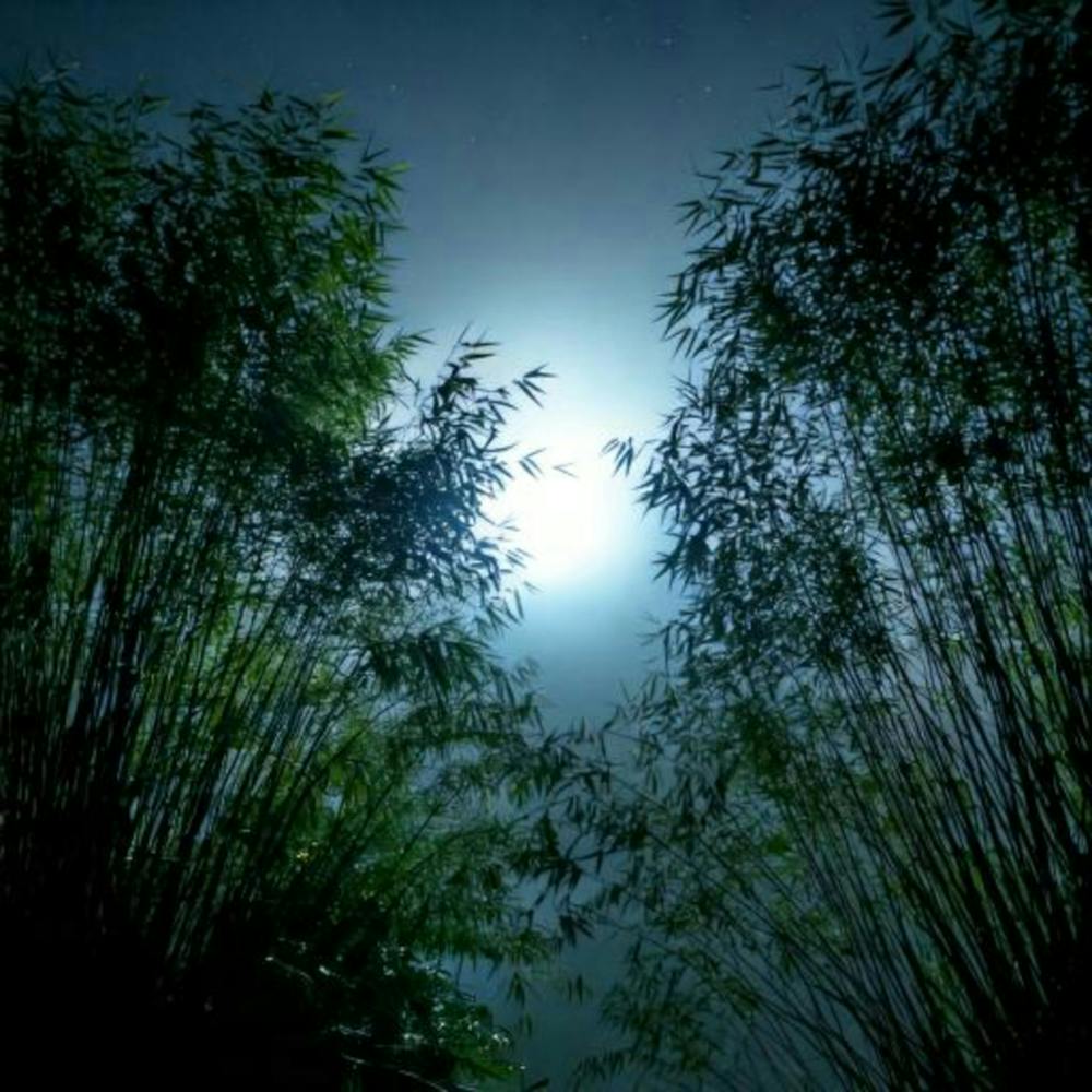 Firefly 8k, Top Quality, Live Action, Center, Dark, Night, Midnight, Starry Sky, Bamboo, Dense, Fog, (2)