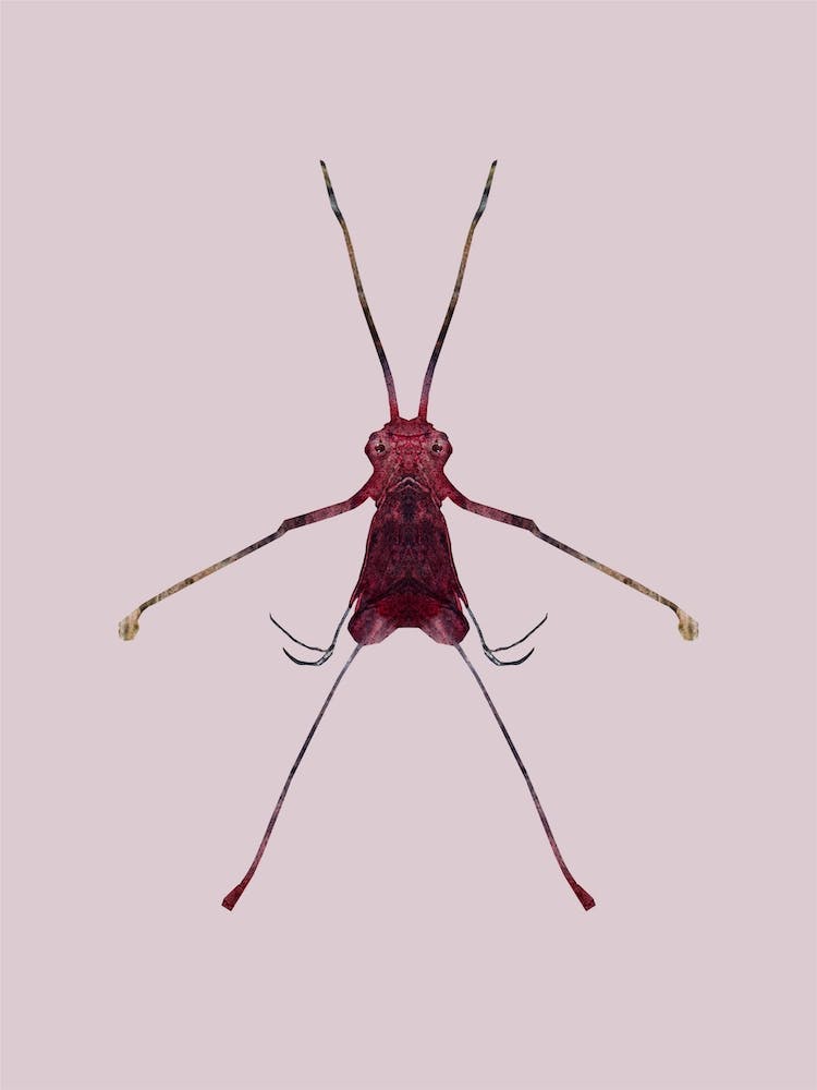 Coleoptera