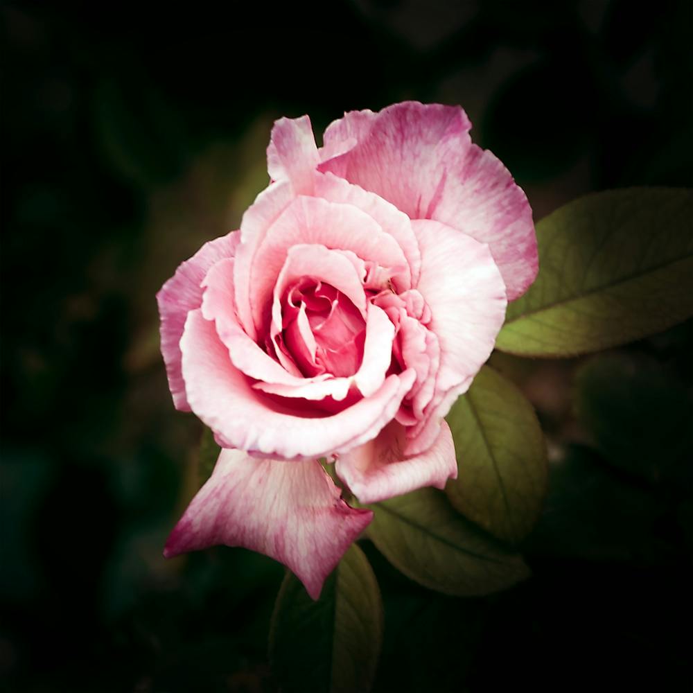 Lone Pink Rose in a Spring Garden
