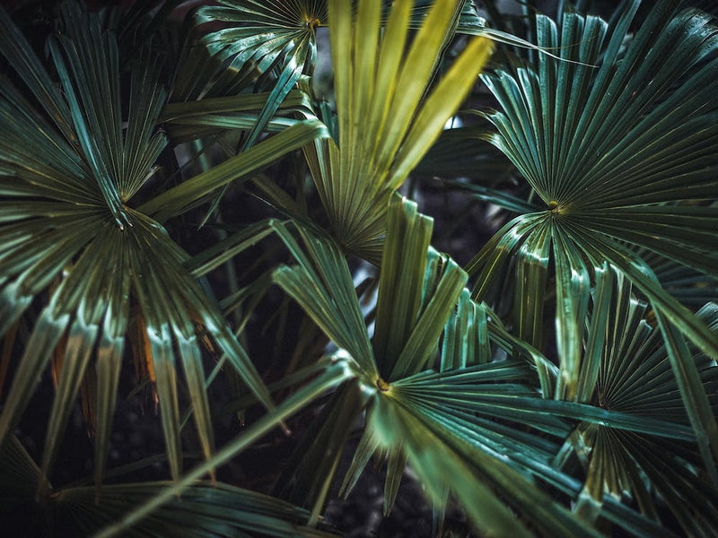 Dunkle Palme