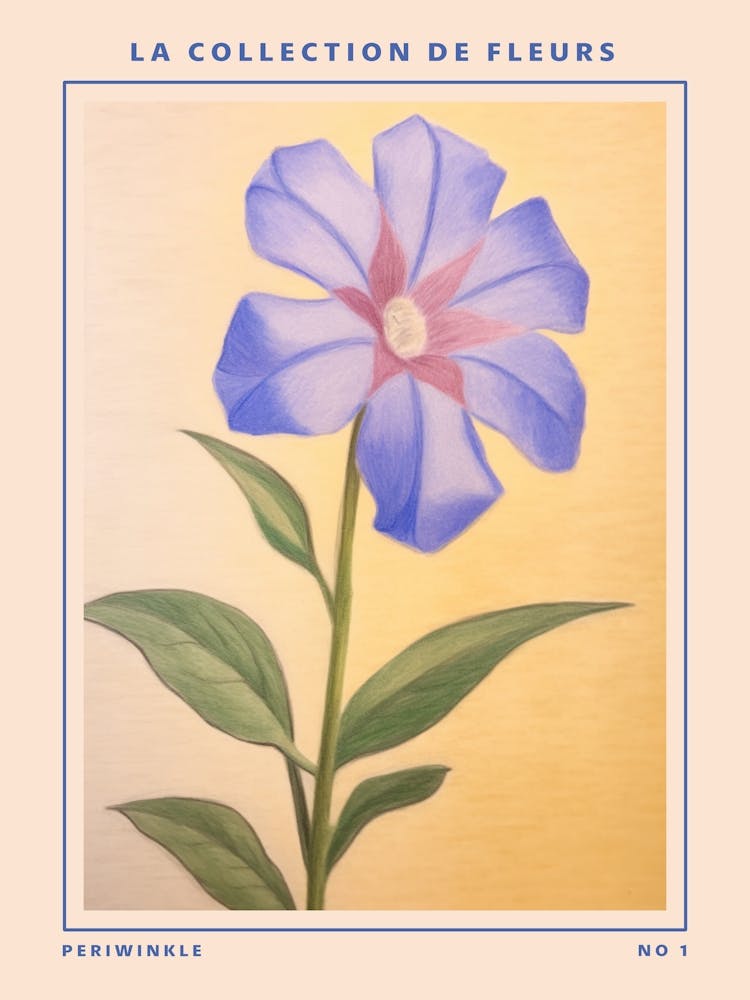 Periwinkle French Flower Botanical Poster
