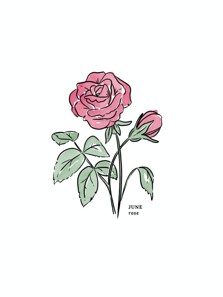 June Rose Birth Flower 1