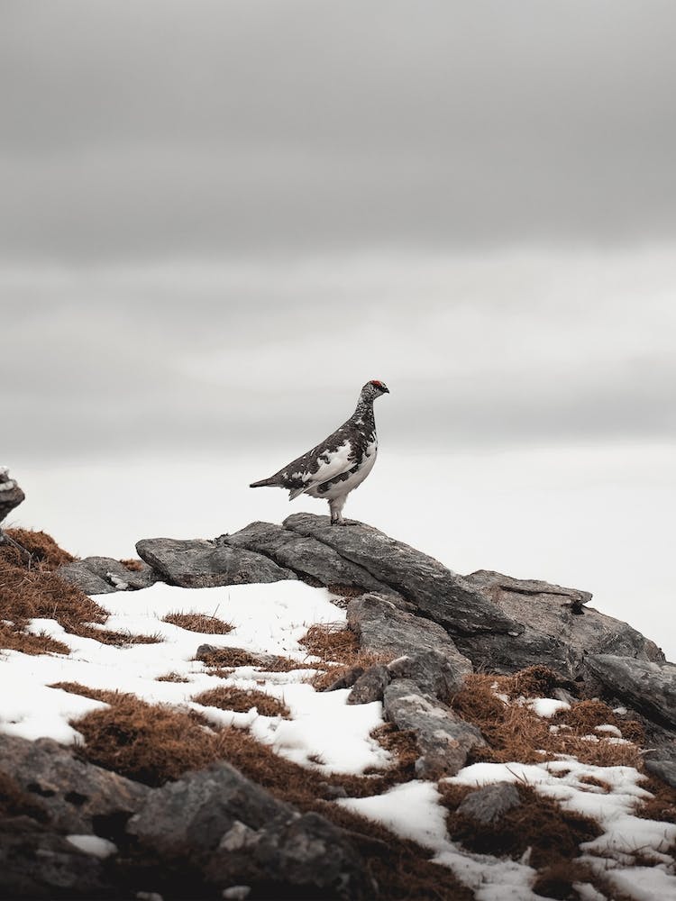 Ptarmigan Landscape