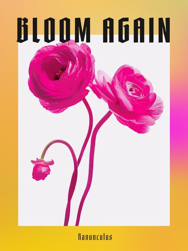 Hot Pink Ranunculus Poster