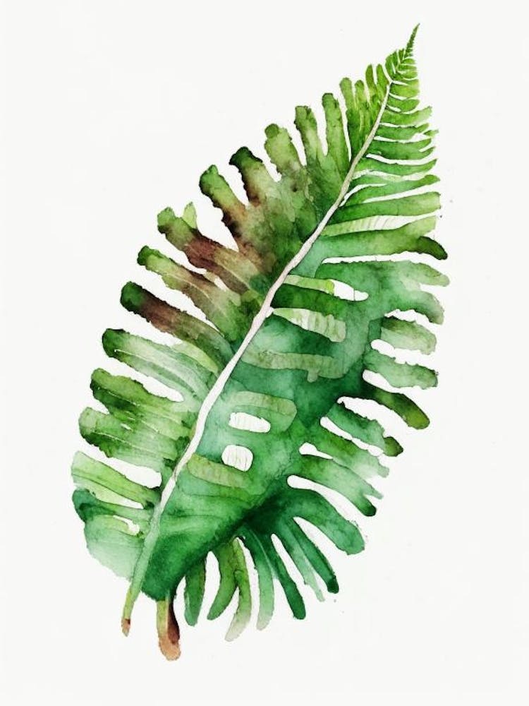 Tongue Fern Watercolour