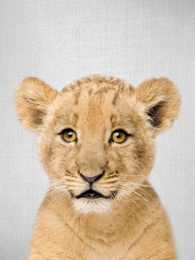 Baby Lion