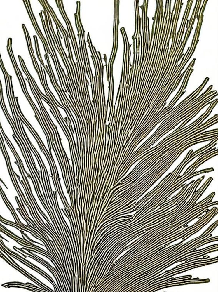 Acropora Palifera Linolschnitt