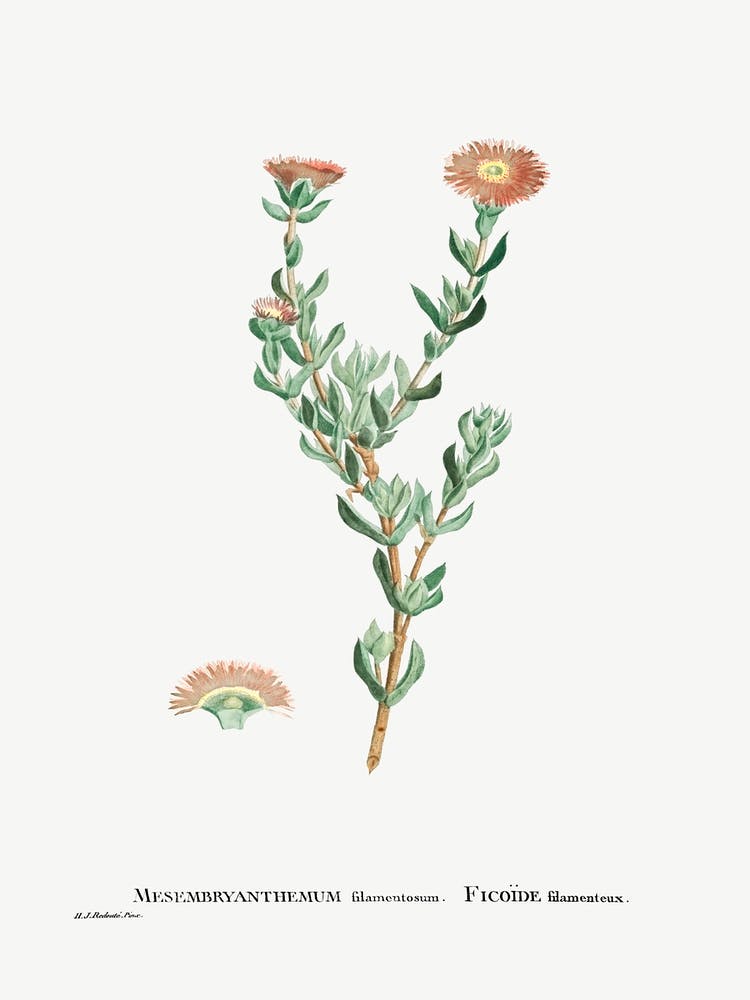 Mesembryanthemum Filamentosum, Pierre Joseph Redoute