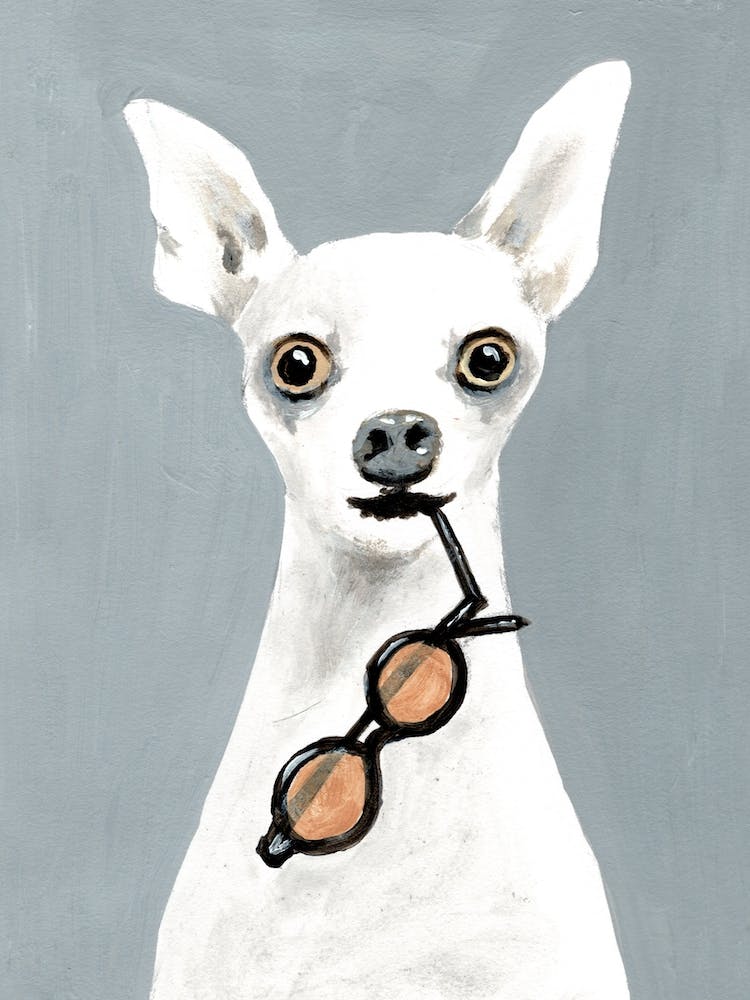 Chihuahua With Spectacles