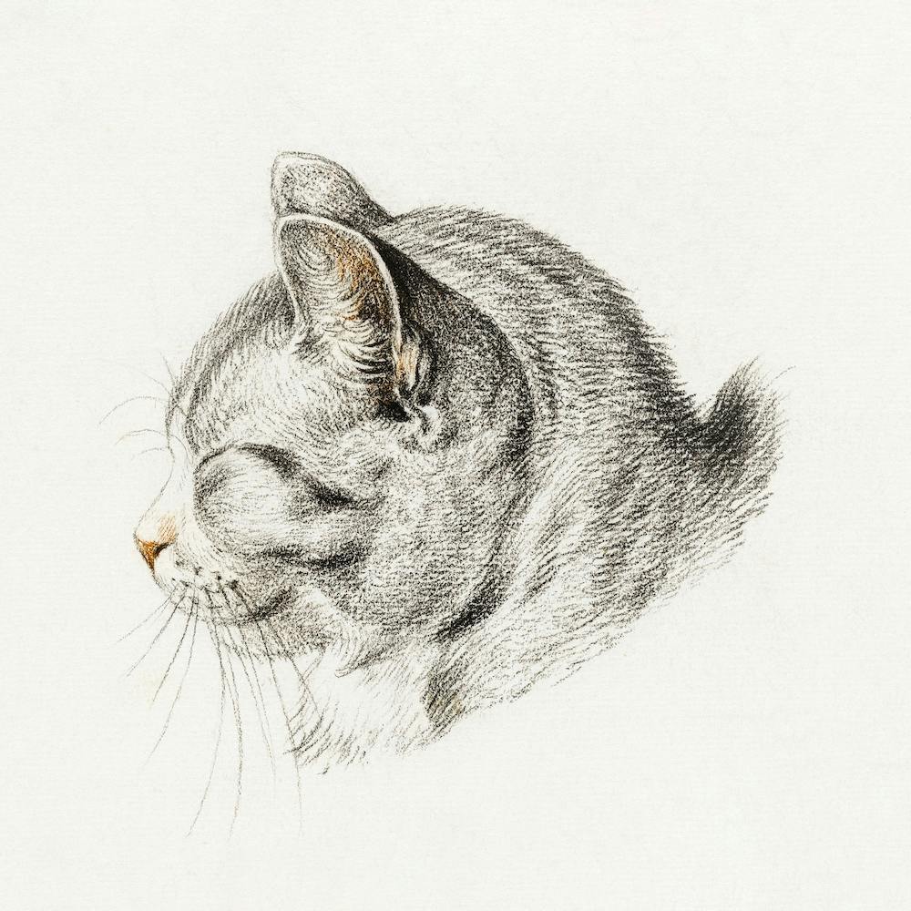 Rolled Up Lying Sleeping Cat 1, Jean Bernard