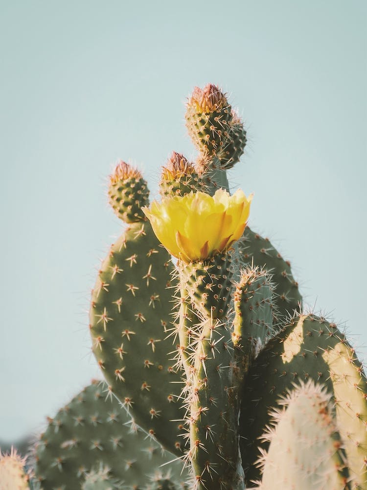 Fleurs De Cactus Chaudes