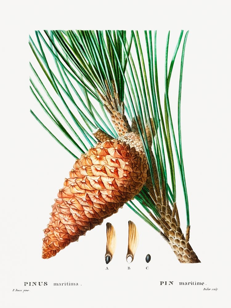 An Enlarged Picture Of Maritime Pine, Pierre Joseph Redoute