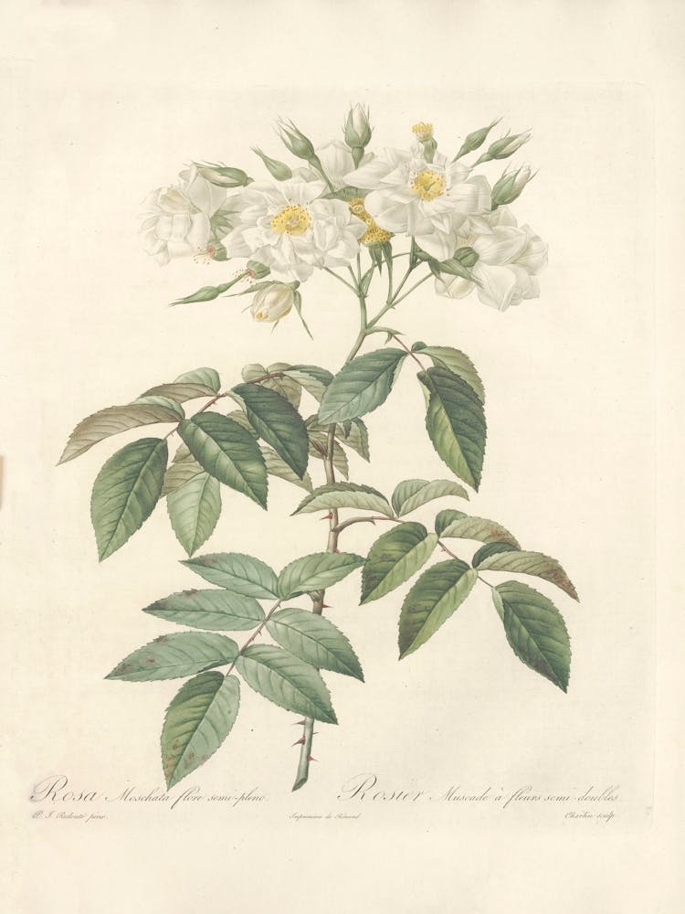 Rose Illustration, Pierre Joseph Redoute, Pierre Joseph Redoute(131)