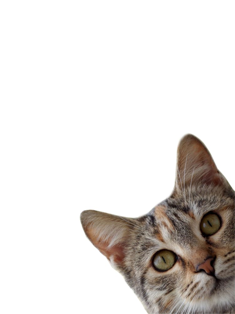 Kitten Animals Portrait