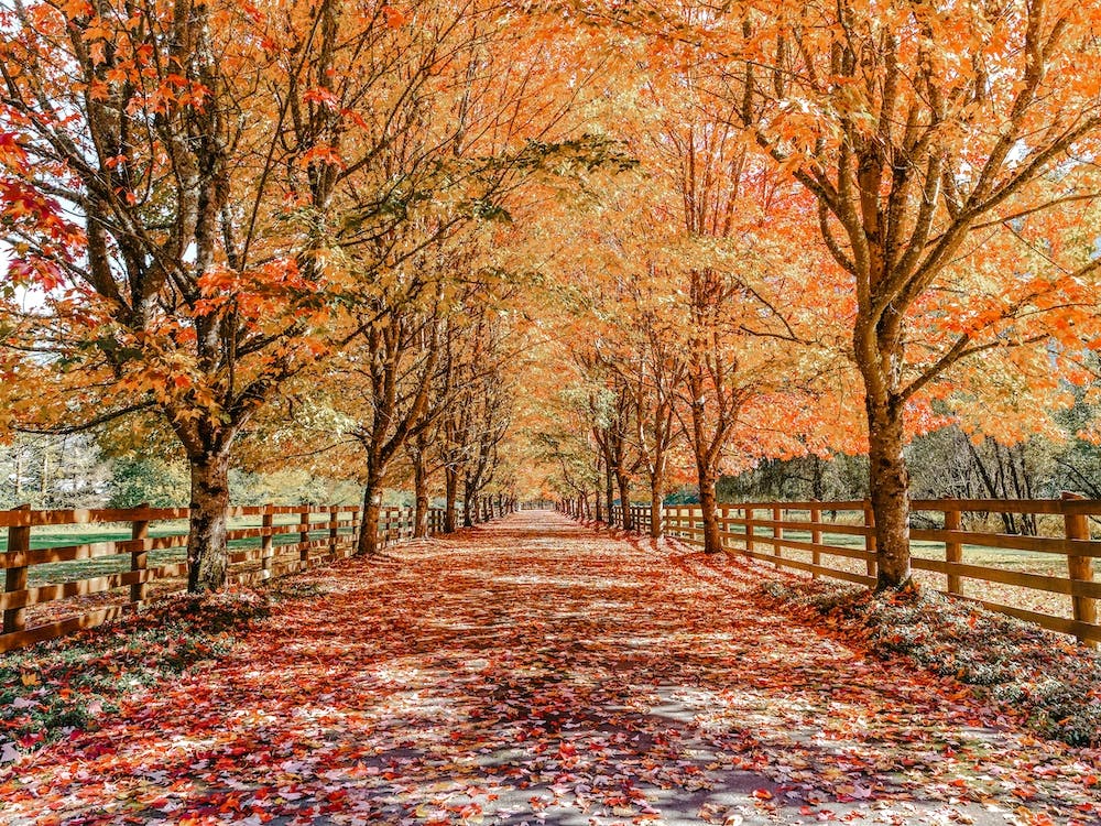 Leaf Covered Country Lane