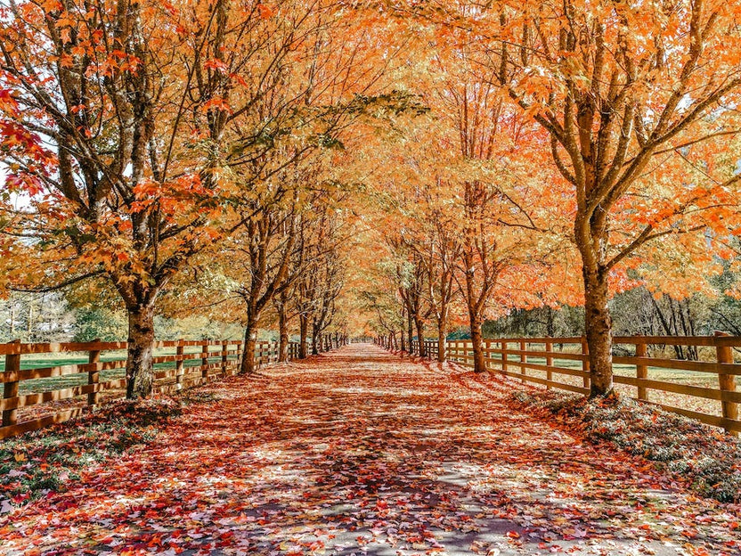Leaf Covered Country Lane