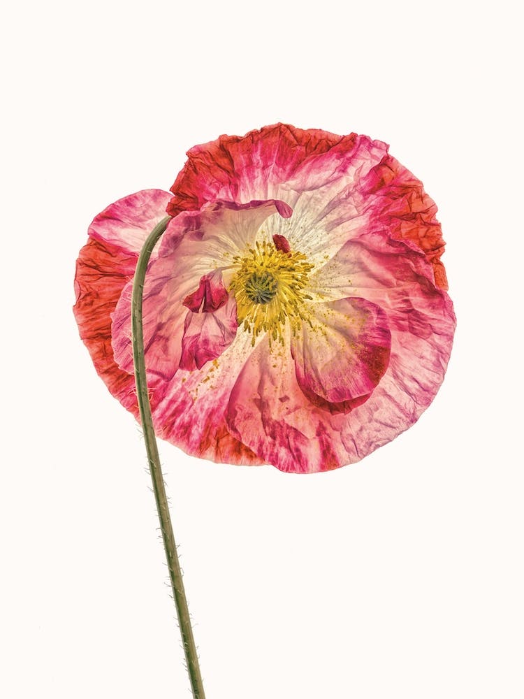 Poppy IV