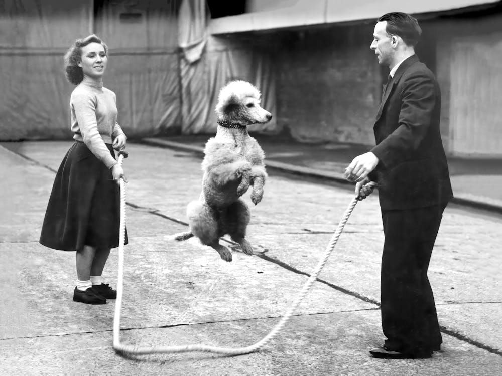 Poodle Jumping Rope, Funny Black and White Old Photo, Vintage Dog Art