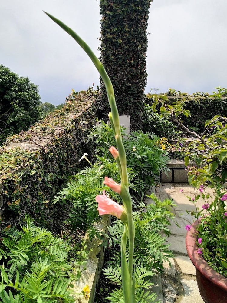 Fleurs roses dans un jardin