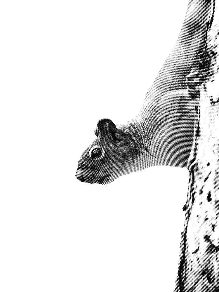 Curious Squirrel Black and White Minimalist Boho