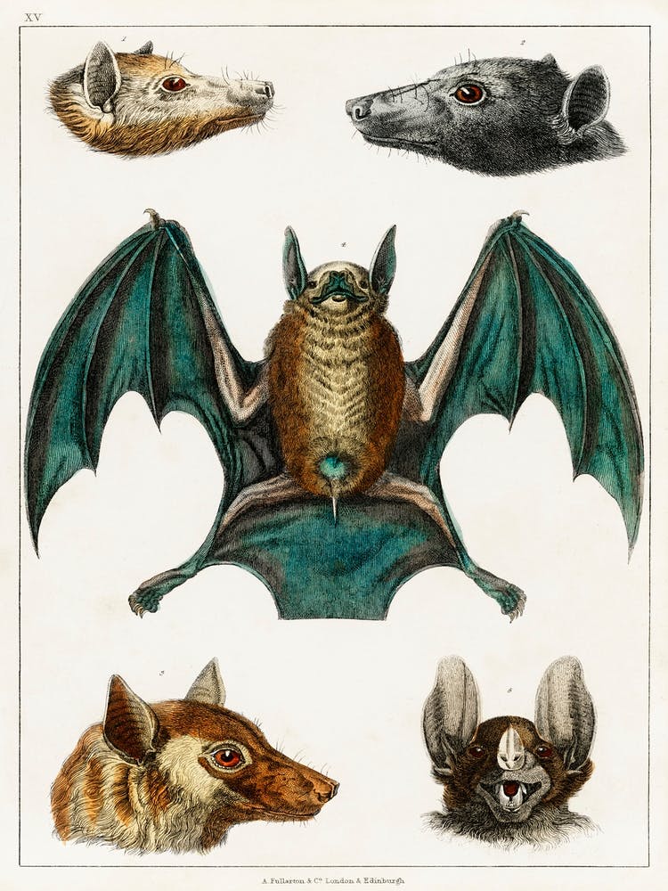 Collection Of Various Bats, Oliver Goldsmith