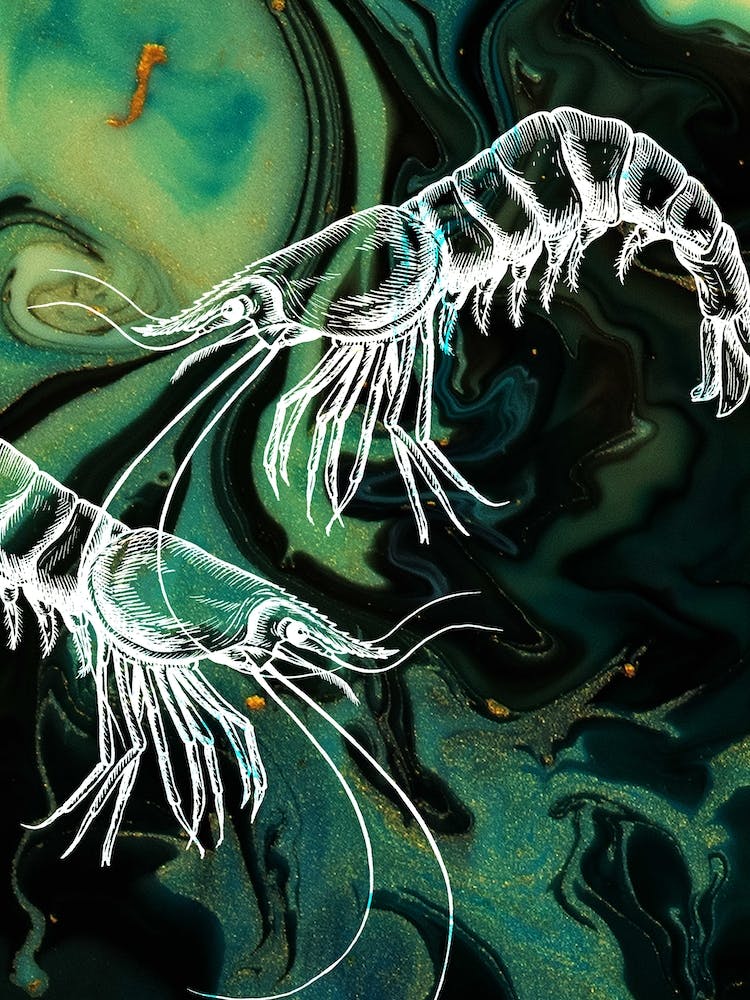 Under Water Wonders Shrimp Black & Green