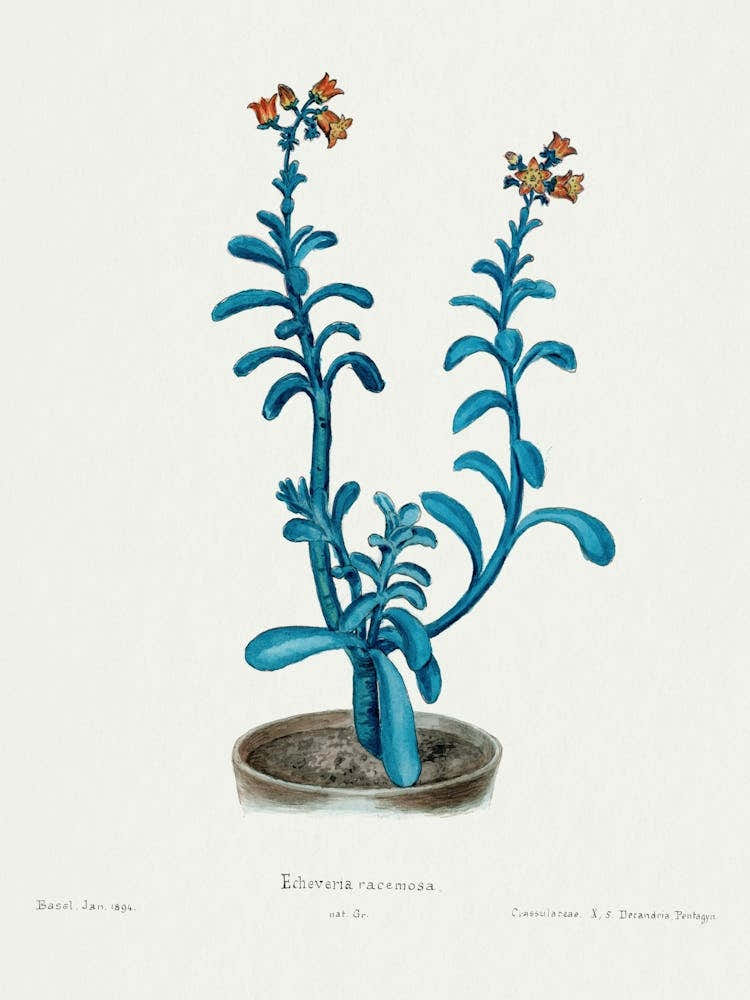 Brown Sugar Echeveria, Familie Der Cacteen