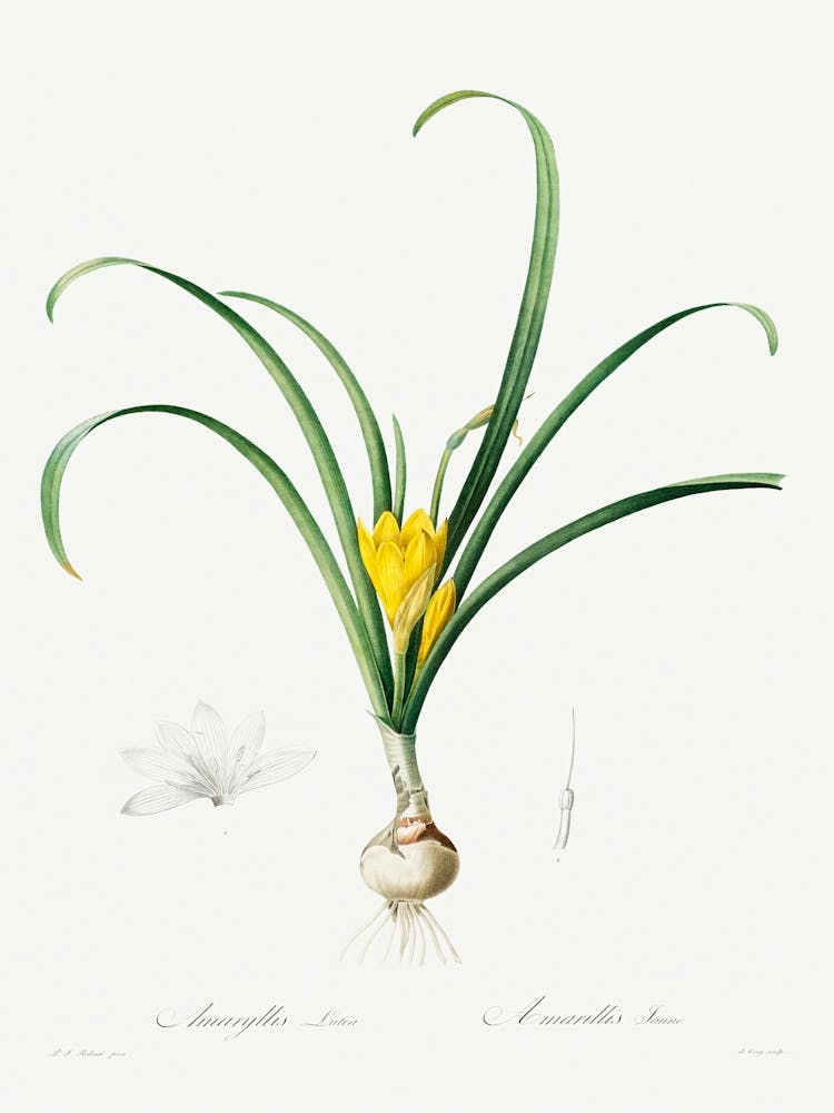 Amaryllis Lutes, Pierre Joseph Redoute
