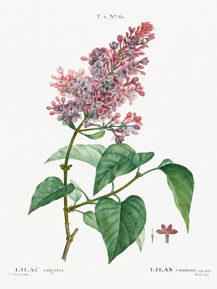 Common Lilac, Pierre Joseph Redoute