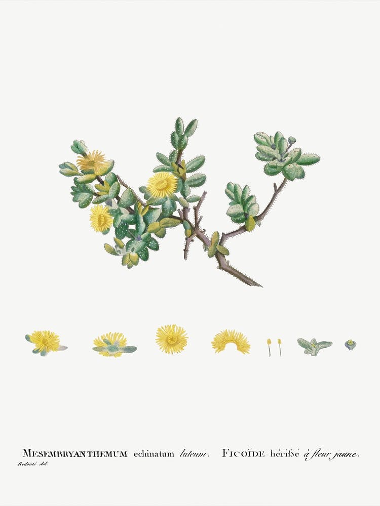 Mesembryanthemum Echinatum, Pierre Joseph Redoute