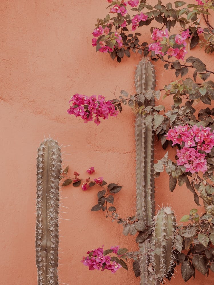 Terra Cotta Beauties